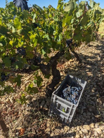 Listed Wines