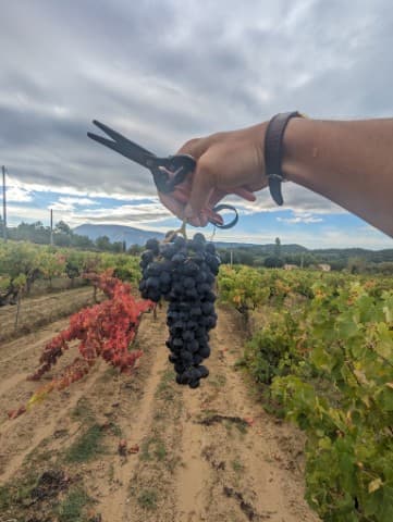 Listed Wines